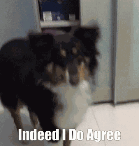 Dog GIF
