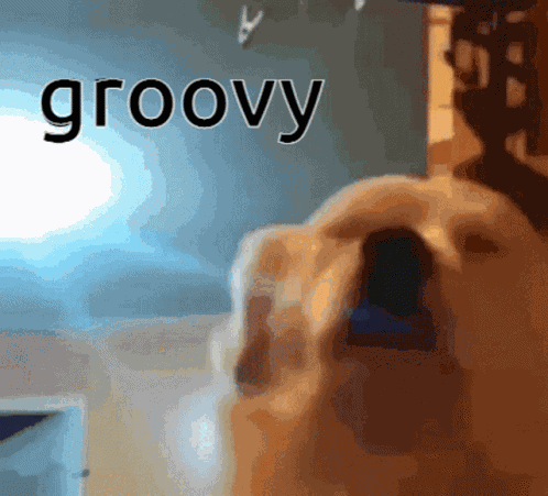 Dog Meme GIF