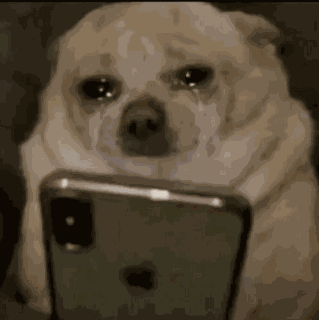 Dog Meme Meme Dog GIF