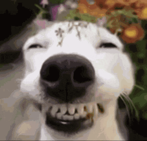 Dog Meme