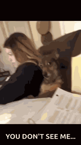 Dog Memes Stay Away GIF