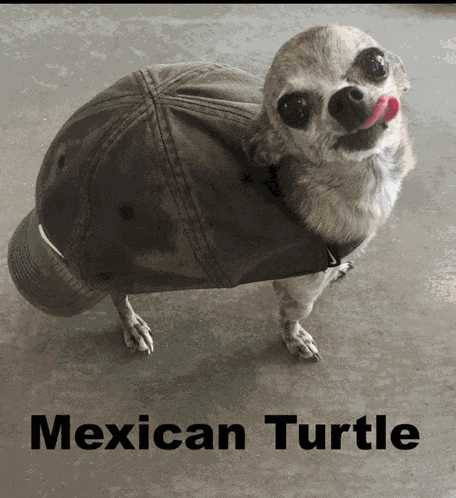 Dog Mexican Turtle Meme