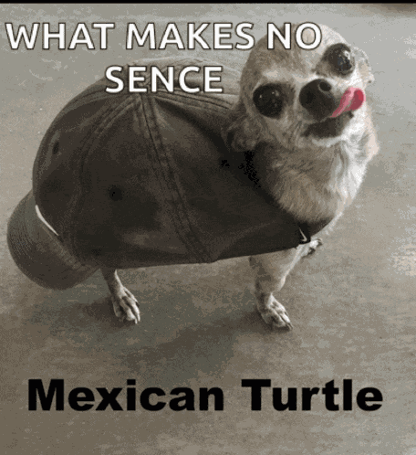Dog Mexican Turtle Meme