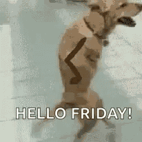 Dog Noodle GIF