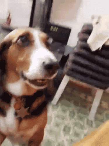 Dog Paw Paw GIF