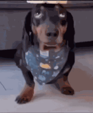 Dog Pup GIF