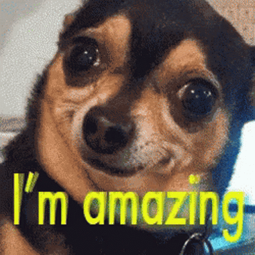 Dog Pup GIF