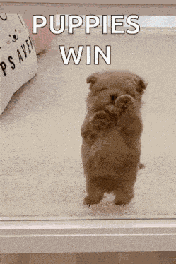 Dog Puppy GIF