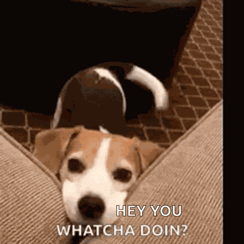 Dog Puppy GIF