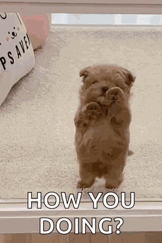 Dog Puppy GIF