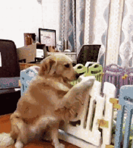 Dog Puppy GIF