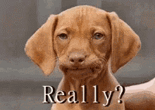 Dog Really GIF