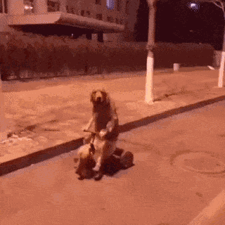 Dog Riding Bike GIF