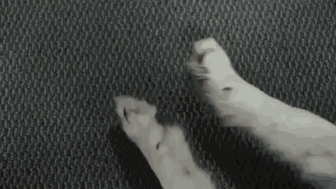 Dog Rubbing Hands Oy Vey GIF
