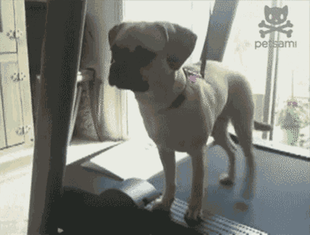 Dog Run GIF