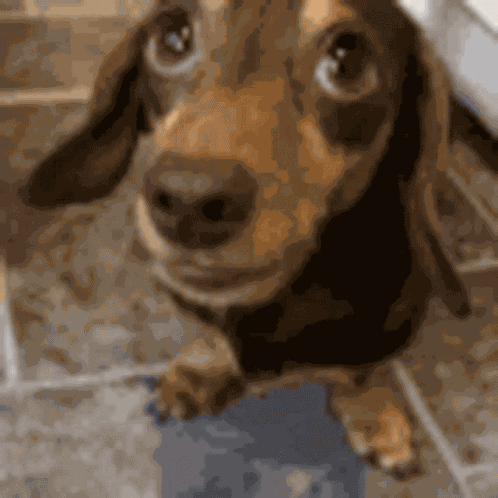 Dog Scareddog GIF
