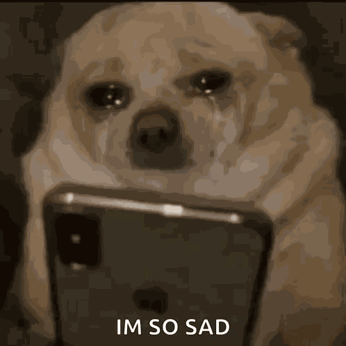 Dog Scroll GIF