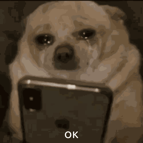 Dog Scroll GIF