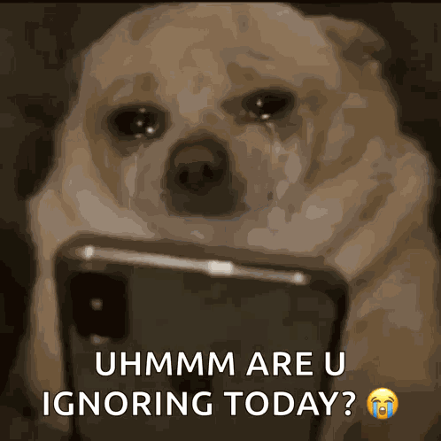 Dog Scroll GIF
