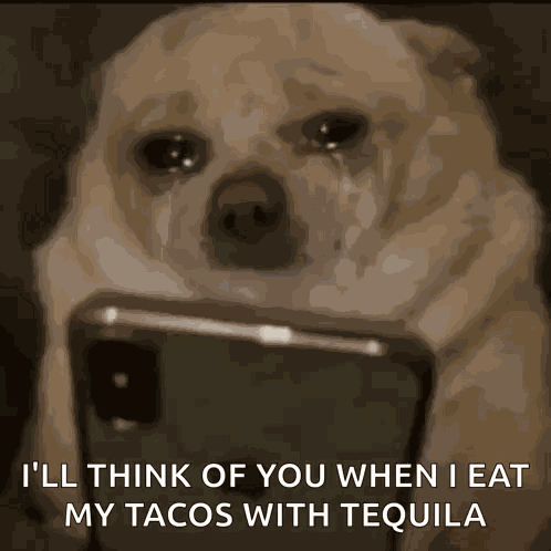 Dog Scroll GIF