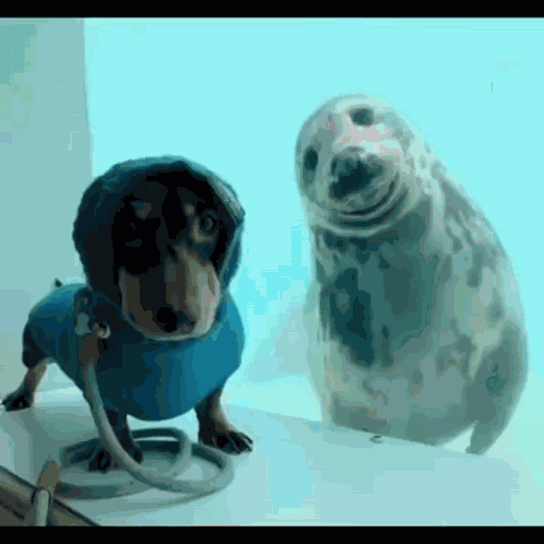 Dog Seal GIF