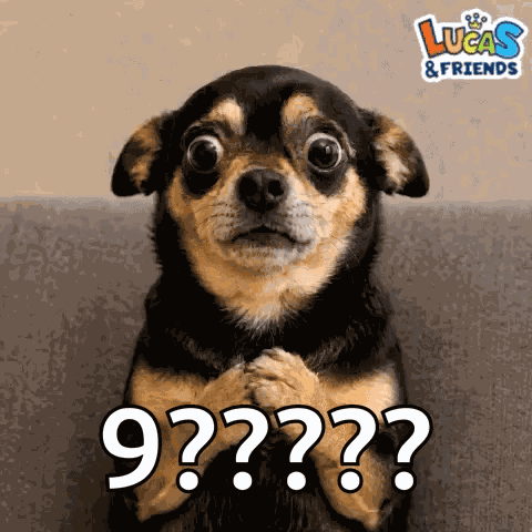 Dog Shocked GIF