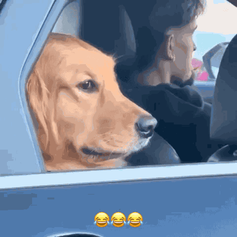 Dog Side Eye Rolling Window Up GIF