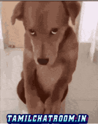 Dog Silent Dog Memes GIF