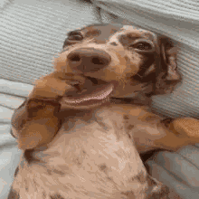 Dog Silly Dog GIF