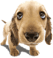 Dog Silly Sticker