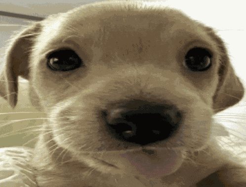 Dog Silly GIF