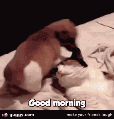 Dog Sit On Face GIF