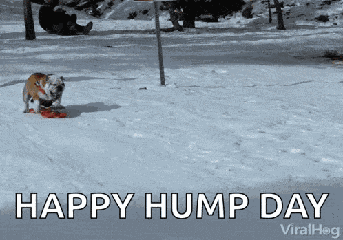 Dog Sledding On My Way GIF