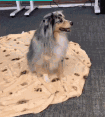 Dog Sleep GIF