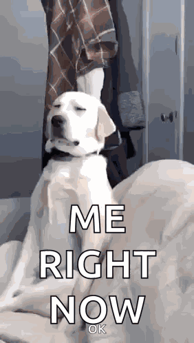 Dog Sleepy GIF