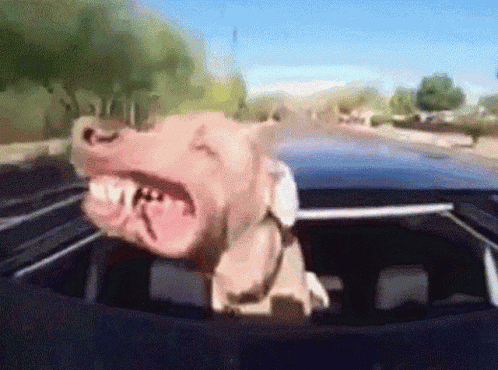 Dog Smile GIF