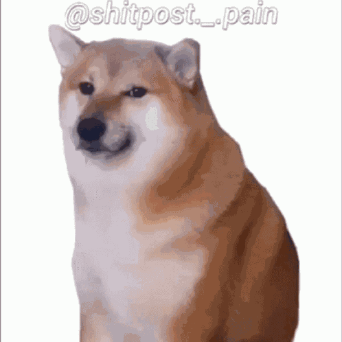 Dog Smile GIF