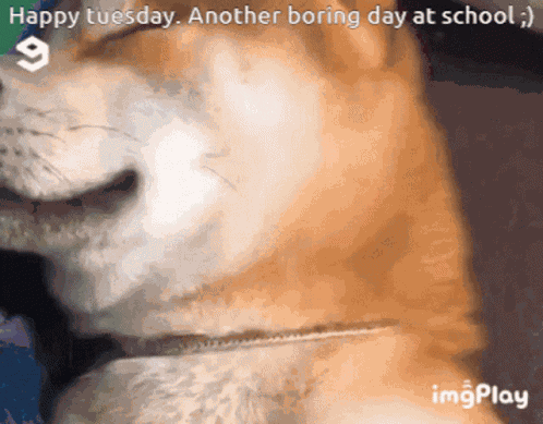 Dog Smiling Happy Tuesday GIF
