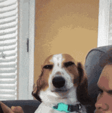 Dog Smirk Dark Side GIF