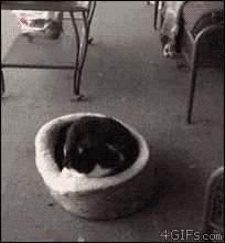 Dog Sneek Attack GIF
