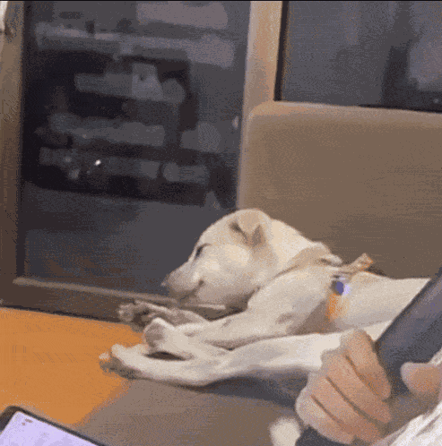 Dog Stare Dog Stare Singing Lady GIF