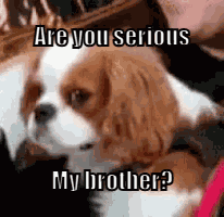 Dog-stare-seriously-turn-around GIF