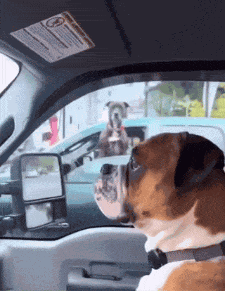 Dog Staring At Another Dog From A Car Window Nosolohit GIF