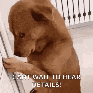 Dog Staring GIF