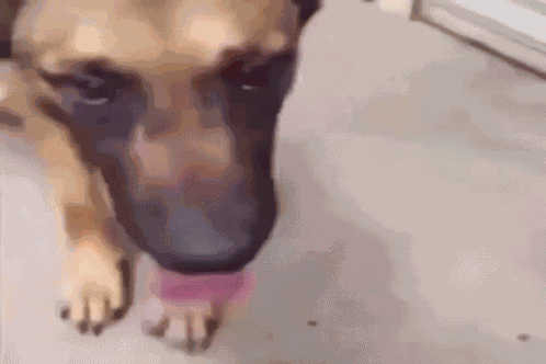 Dog Stinky GIF