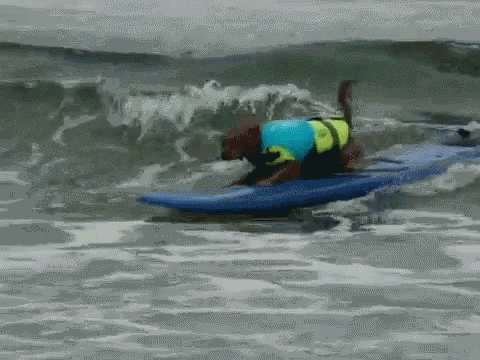Dog Surfing GIF