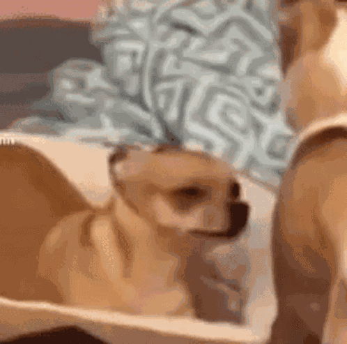 Dog Suspicious Suspicious Dog GIF