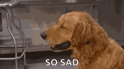 Dog Sweaty GIF