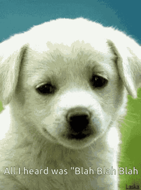 Dog Talking GIF