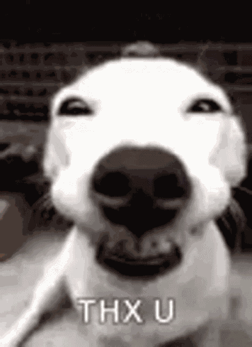 Dog Teeth GIF